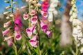 Close up of pink purple white foxglove flowers blooming in summer garden. Digitalis in blossom. Floral background Royalty Free Stock Photo