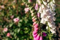 Close up of pink purple white foxglove flowers blooming in summer garden. Digitalis in blossom. Floral background Royalty Free Stock Photo