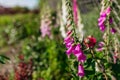 Close up of pink purple white foxglove flowers blooming in summer garden. Digitalis in blossom. Floral background Royalty Free Stock Photo