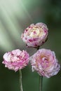 Close up of pink ranunculus buttercup frlowers in the springtime Royalty Free Stock Photo