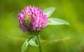 Close up of pink red clover flower