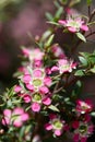 Close up of pink red flowers of the Australian native Leptospermum tea tree Riot cultivar, family Myrtaceae Royalty Free Stock Photo