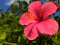 Close up Pink Red hibiscus flower. Tropical-islands and beachside holidays flower. Beautiful Pink Hibiscus Flowers Blossom and Royalty Free Stock Photo