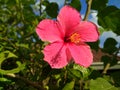 Close up Pink Red hibiscus flower. Tropical-islands and beachside holidays flower. Beautiful Pink Hibiscus Flowers Blossom and Royalty Free Stock Photo