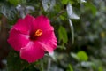 Close up Pink Red hibiscus flower. Tropical-islands and beachside holidays flower. Royalty Free Stock Photo