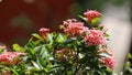 Pink Ixora Flower with green leaf