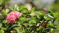 Pink Ixora Flower with green leaf