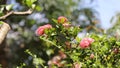 Pink Ixora Flower with green leaf