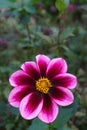 Single-flowered Dahlia pink-red color Foliage background