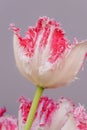 Close up of a pink, red and white fringed tulip flower on gray background