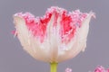 Close up of a pink, red and white fringed tulip flower on gray background