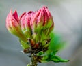 A wild pink rhodedendron bud in the Norfolk countryside