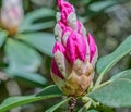 A single pink rhodoendron bud in a bush