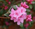 Pink rhododendron blossom