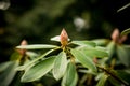 Close up of a pink rhododendron bud with lots of unfolded flowers and large green leaves.Beautiful pink Azalea in the Royalty Free Stock Photo