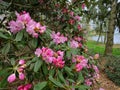 Close up of pink rhododendron bush