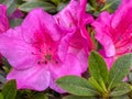 Close-up of pink rhododendron flower head with fresh petals Royalty Free Stock Photo