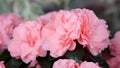 Close-up of pink Rhododendron indicum azalea flowers in home. Springtime, pot garden, beauty plant of nature. Blooming romantic Royalty Free Stock Photo