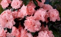 Close-up of pink Rhododendron indicum azalea flowers in home. Springtime, pot garden, beauty plant of nature. Blooming romantic Royalty Free Stock Photo