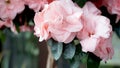 Close-up of pink Rhododendron indicum azalea flowers in home. Springtime, pot garden, beauty plant of nature. Blooming romantic Royalty Free Stock Photo