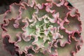 Pink rimmed succulent plant Royalty Free Stock Photo