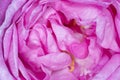 Close up of pink rosa odorata Royalty Free Stock Photo