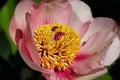 Close-up of pink-rosa peony paeony flower in the spring garden