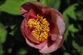 Close-up of pink-rosa peony paeony flower in the spring garden