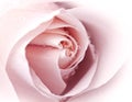 Close up of pink rose