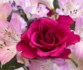 Close up of a pink Rose with Alstroemerias Royalty Free Stock Photo