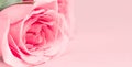 Close up pink rose on pink background. Card for Valentines, Mom, Women's day and 8 March. Copy space, mock up