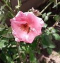 A rose and a wasp