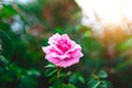 Close up pink Rose blooming in summer garden. Pink roses flowers growing outdoors Royalty Free Stock Photo