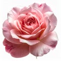 Close Up of a Pink Rose Blossom Isolated on White Background Royalty Free Stock Photo