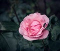 Close up with a pink rose with blurred background. Aflying insect or a wasp sitting on the petals of a rose Royalty Free Stock Photo