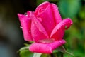 Close up of a pink rose covered in morning dew Royalty Free Stock Photo