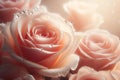 close up of a pink rose with dew drops on it Royalty Free Stock Photo