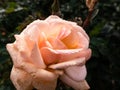 Close up of pink rose with dew drops on petals early in the morning. Beautiful macro rose flower with morning dew Royalty Free Stock Photo