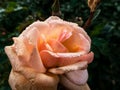 Close up of pink rose with dew drops on petals early in the morning. Beautiful macro rose flower with morning dew Royalty Free Stock Photo