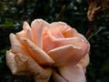 Close up of pink rose with dew drops on petals early in the morning. Beautiful macro rose flower with morning dew Royalty Free Stock Photo