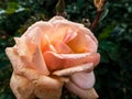 Close up of pink rose with dew drops on petals early in the morning. Beautiful macro rose flower with morning dew Royalty Free Stock Photo