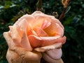 Close up of pink rose with dew drops on petals early in the morning. Beautiful macro rose flower with morning dew Royalty Free Stock Photo