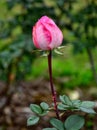 Close-Up Of a Rose Flower Royalty Free Stock Photo