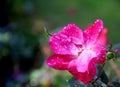 Pink rose flower blooming with water drops in nature garden Royalty Free Stock Photo