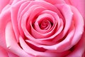 Close up of pink rose flower