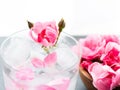 Close up pink rose in a glass of water and ice cubes, soft-focus pink pastel colors for the background and copy space Royalty Free Stock Photo