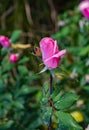 Close-up of a Pink Rose Flower and Morning Dewdrops