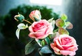 close up pink rose flower valentime romantic idea background Royalty Free Stock Photo