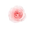 Pink rose flower with water dropds soft patterns  from dew isolated on white background , clipping path Royalty Free Stock Photo