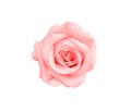 Close up pink rose flower and water dropds top view isolated on white background , clipping path Royalty Free Stock Photo